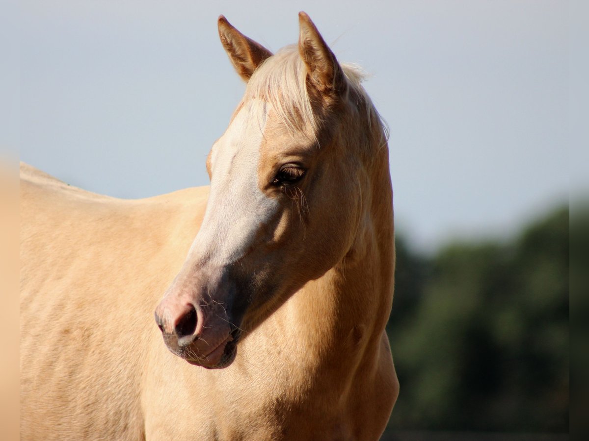 American Quarter Horse Mare Foal (04/2025) 14,3 hh Palomino in Stade