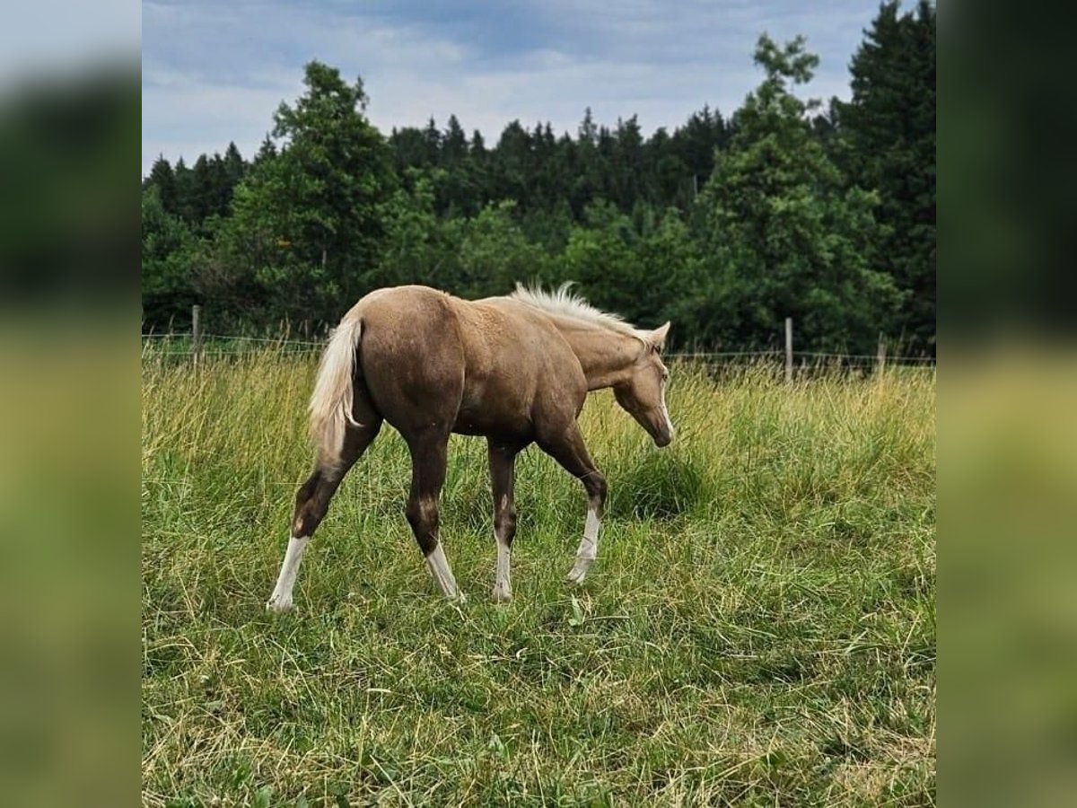 American Quarter Horse Mare  14,3 hh Palomino in Halfing