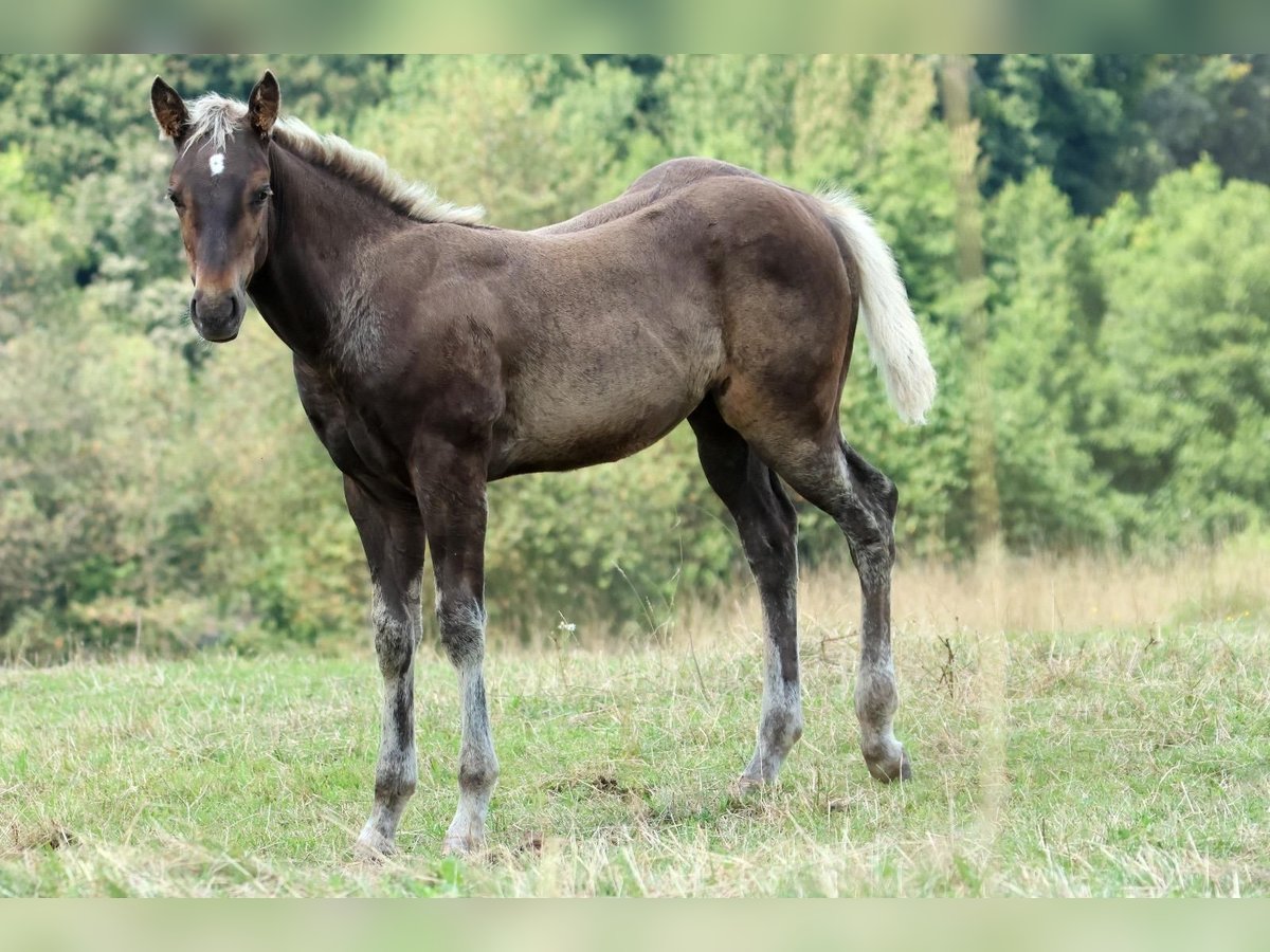 American Quarter Horse Mare Foal (05/2024) 15,1 hh in Geiselwind