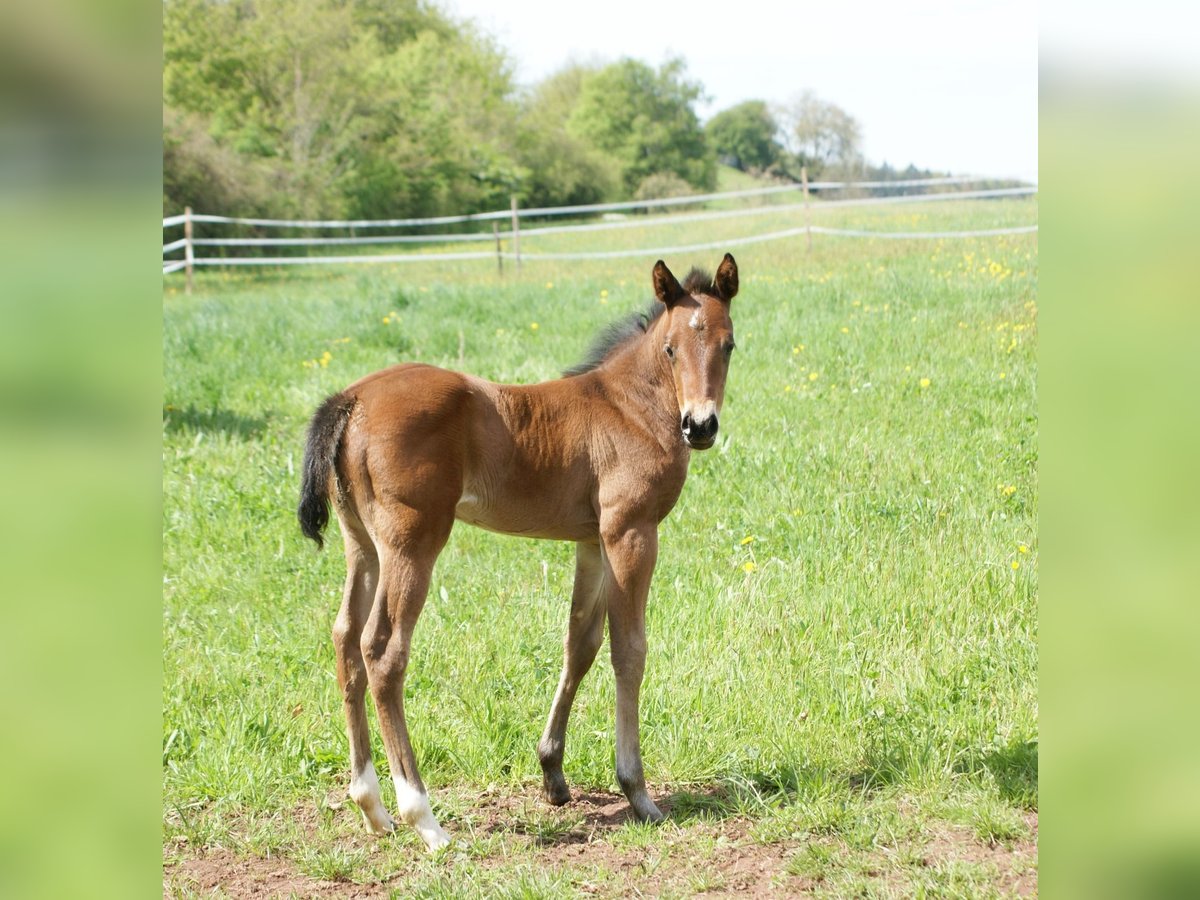 American Quarter Horse Mare Foal (04/2025) 15 hh Brown in Breitenbach