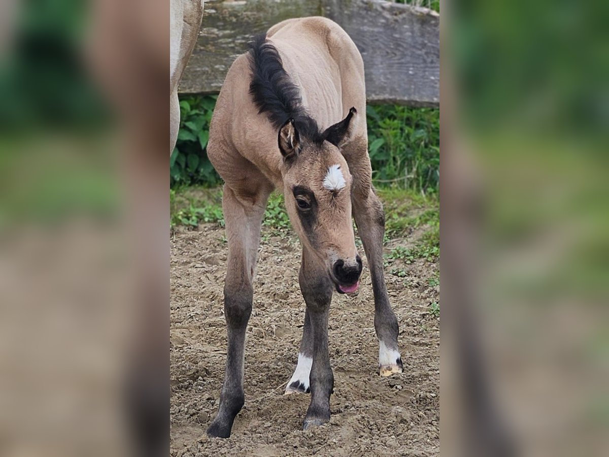 American Quarter Horse Mare  15 hh Buckskin in Halfing