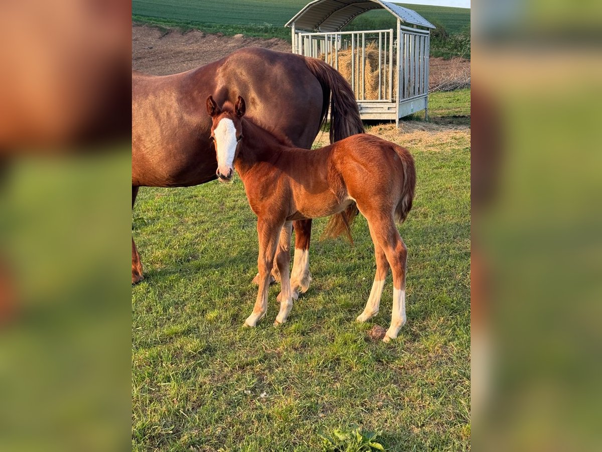 American Quarter Horse Mare  15 hh Chestnut-Red in Daleiden