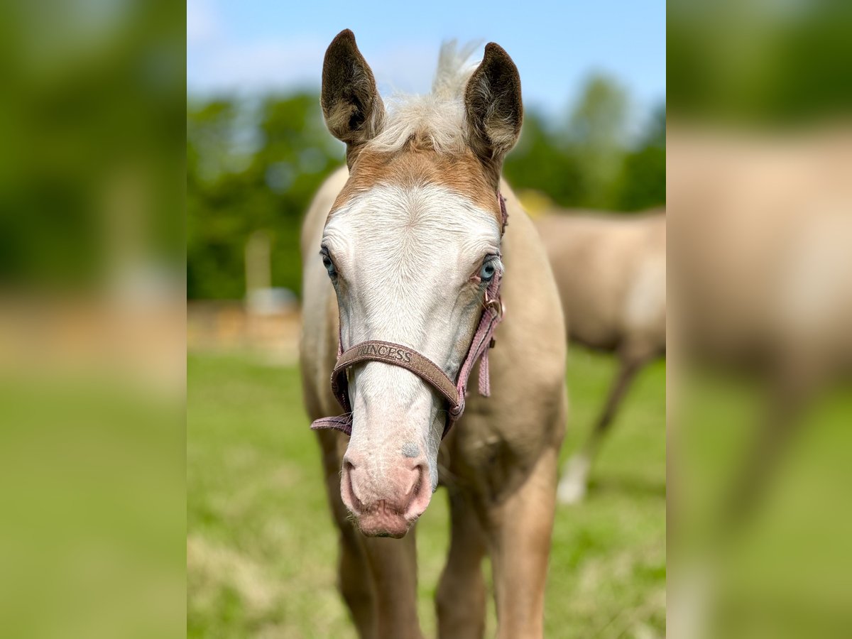 American Quarter Horse Mix Mare Foal (04/2025) 15,1 hh Palomino in Ledeacker