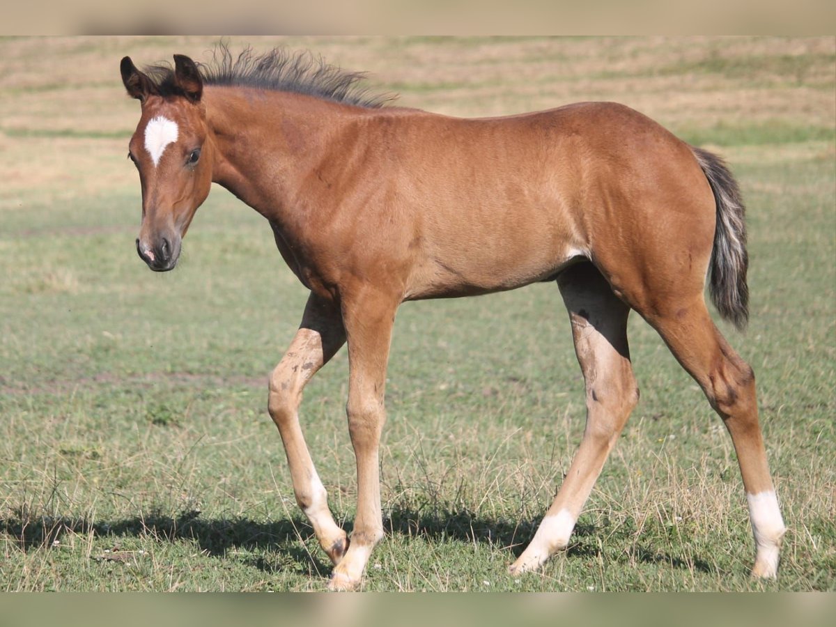 American Quarter Horse Mare Foal (04/2024) Bay in Haigerloch