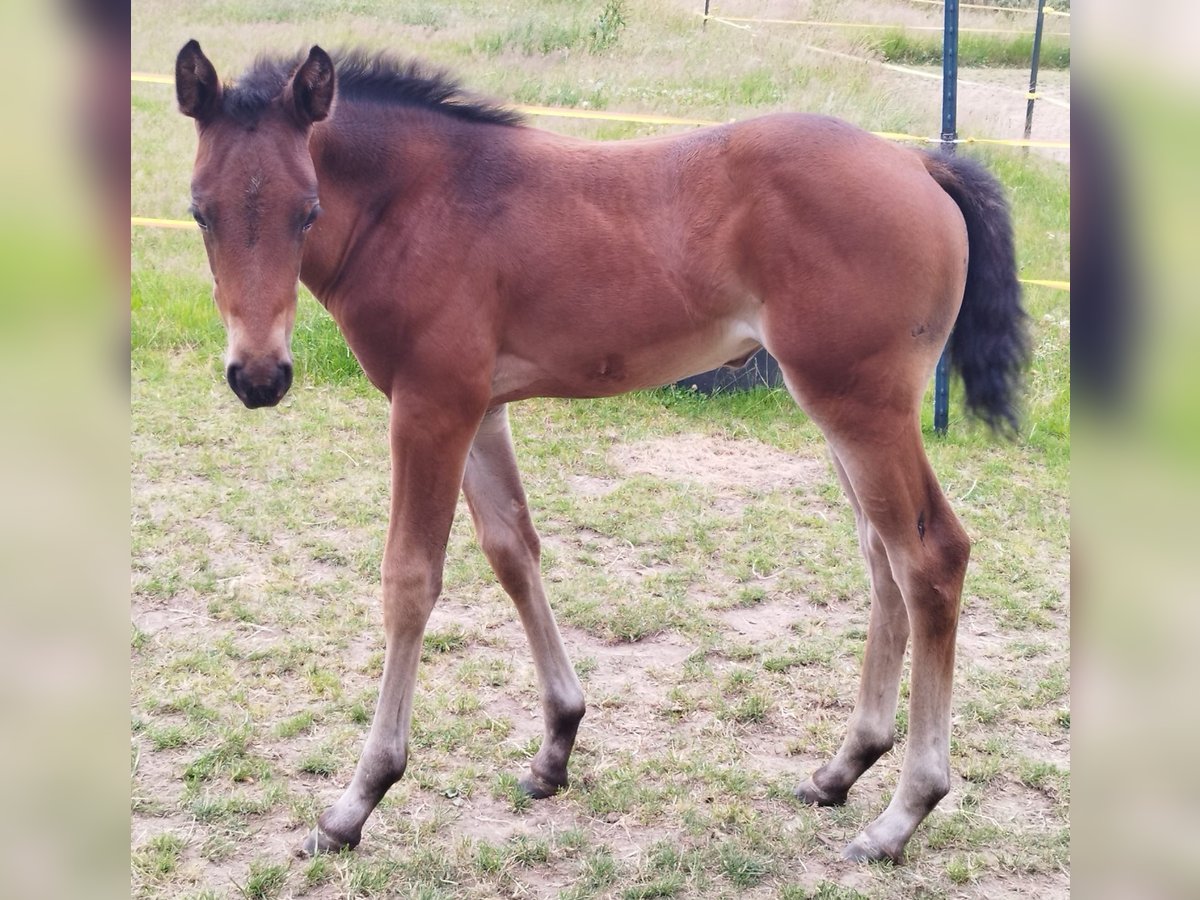 American Quarter Horse Mare Foal (05/2025) Brown in Immenreuth