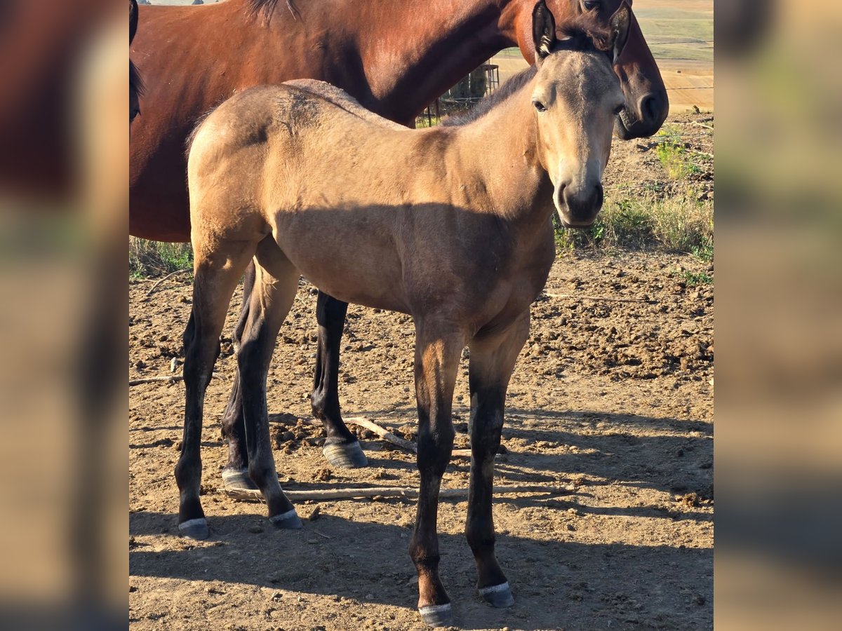 American Quarter Horse Mare Foal (05/2025) Buckskin in Denton, MT