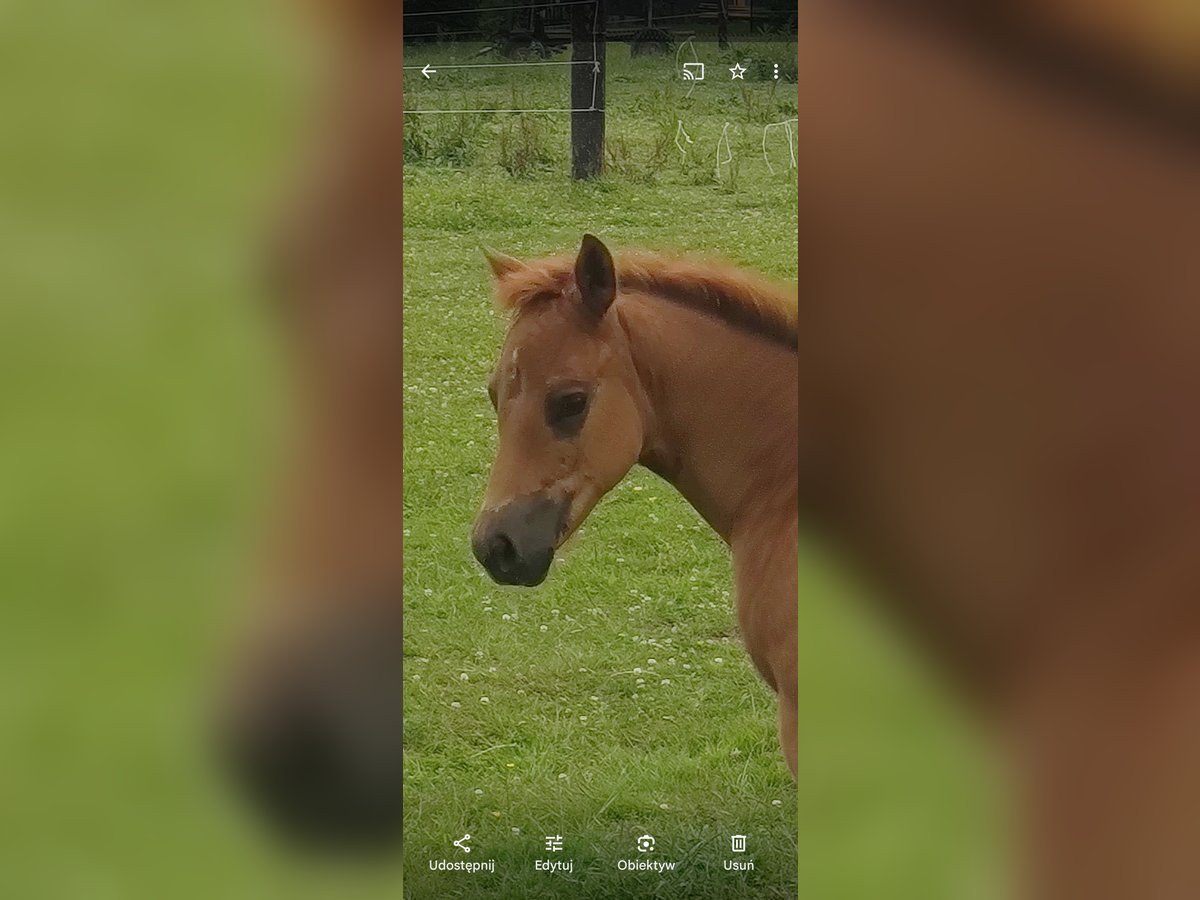 American Quarter Horse Mare Foal (04/2024) Chestnut-Red in Gajówka