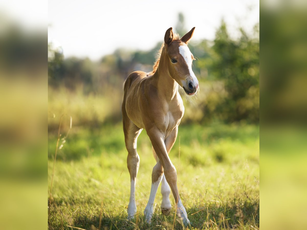 American Quarter Horse Mare Foal (05/2025) Chestnut-Red in Sankt Leon-RotSt. Leon-Rot
