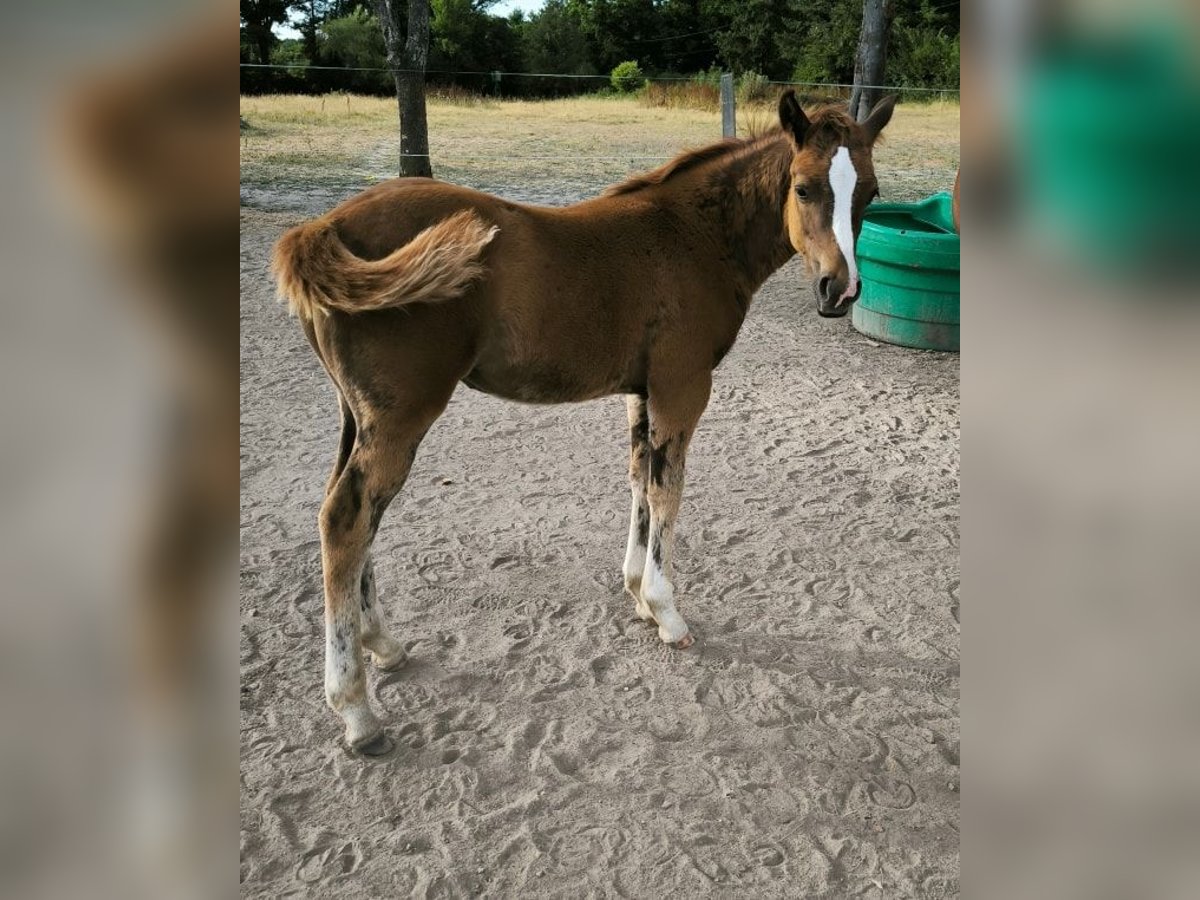 American Quarter Horse Mare  Chestnut in Chambon