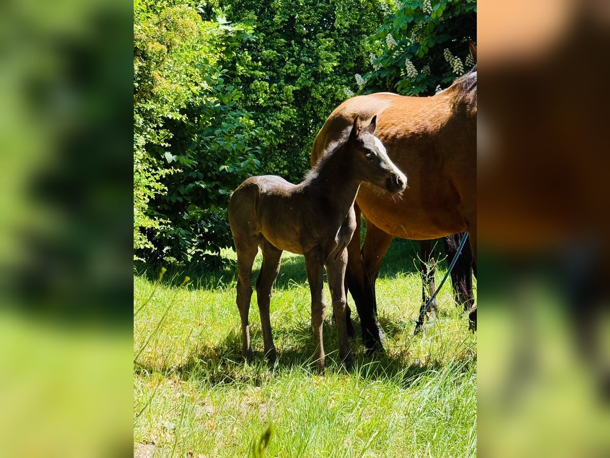 American Quarter Horse Mare  Roan-Blue in Gifhorn