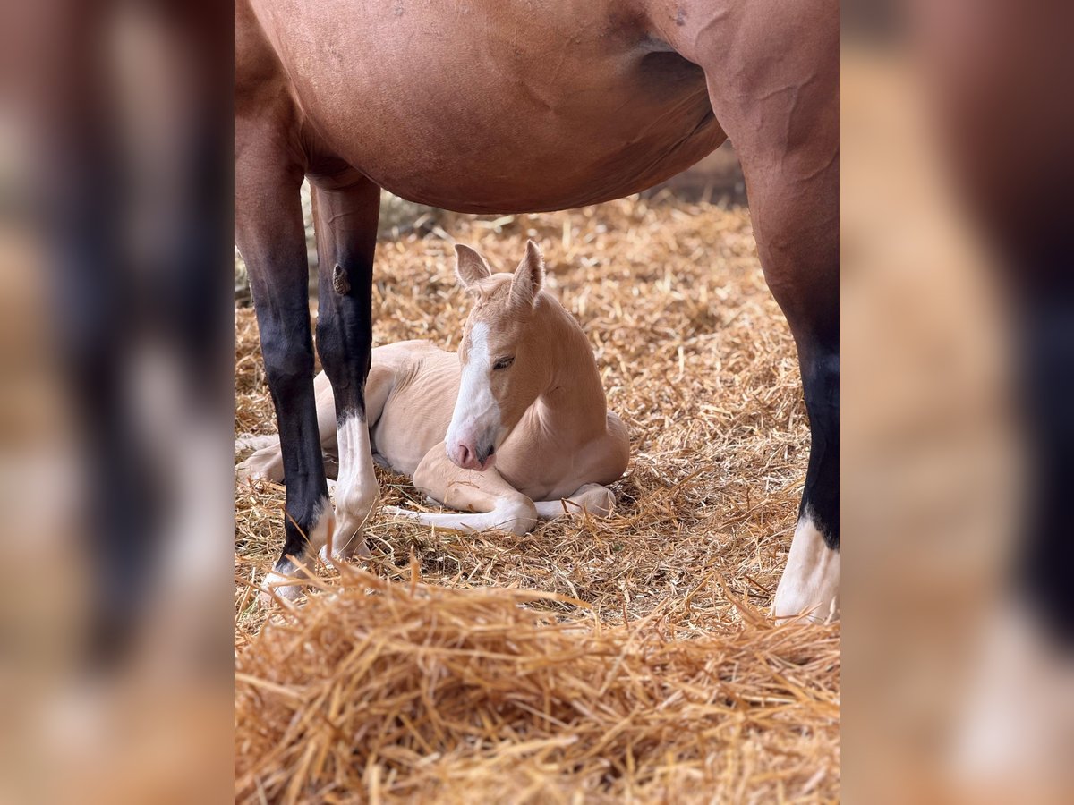 American Quarter Horse Mare  in Niederwerrn