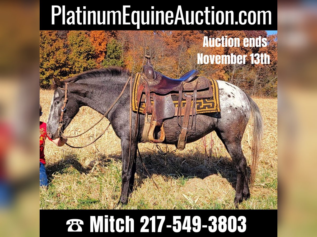 American Quarter Horse Merrie 10 Jaar 132 cm Bruin in Effingham IL