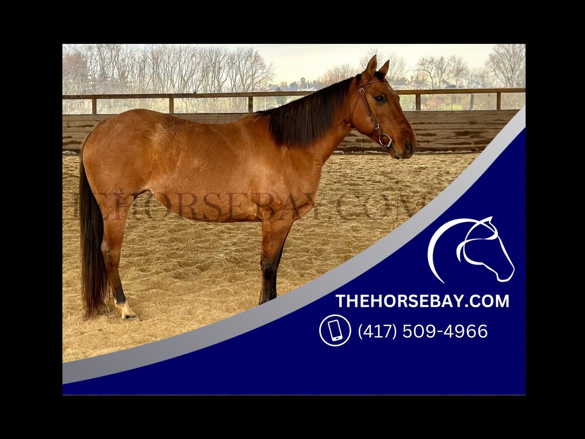 American Quarter Horse Merrie 10 Jaar 145 cm Falbe in Cochranville, PA