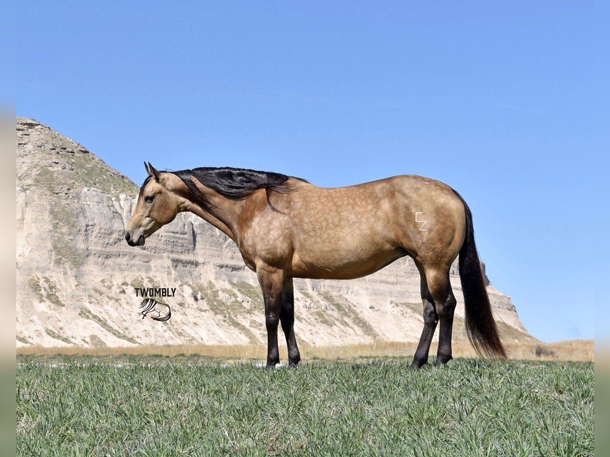 American Quarter Horse Merrie 10 Jaar 152 cm Buckskin in Bayard, Nebraska