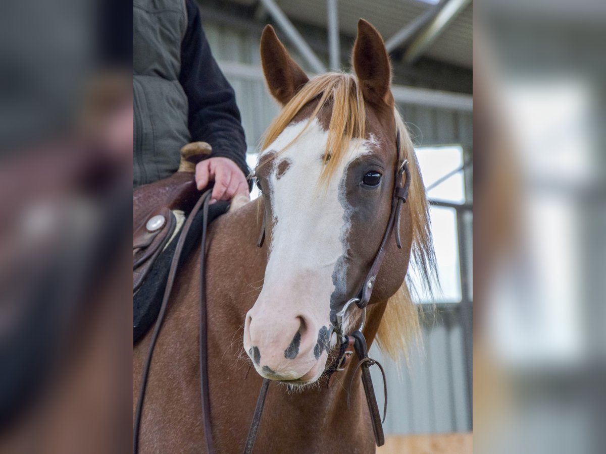 American Quarter Horse Merrie 10 Jaar 152 cm Vos in Sax