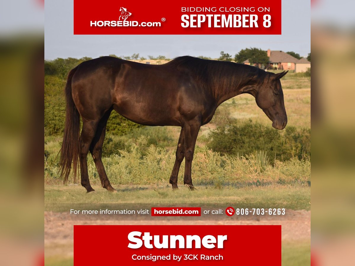 American Quarter Horse Merrie 10 Jaar 155 cm Zwart in Amarillo