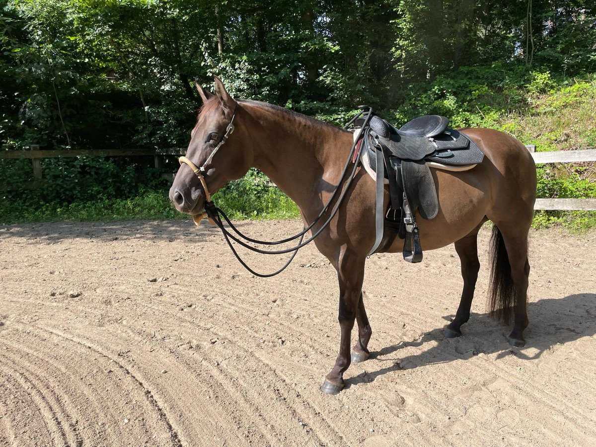 American Quarter Horse Merrie 10 Jaar 156 cm Grullo in Egestorf