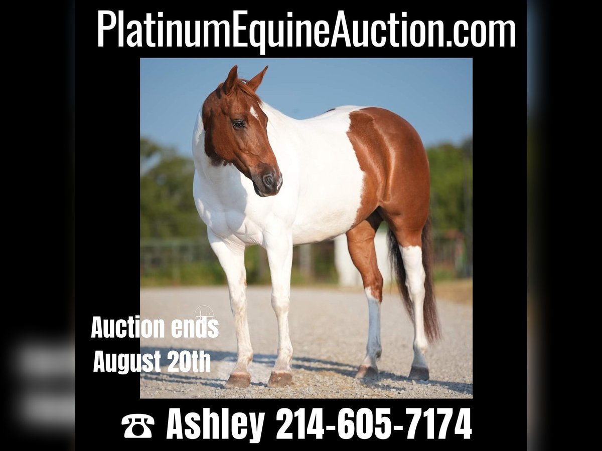 American Quarter Horse Merrie 10 Jaar Tobiano-alle-kleuren in Weatherford TX