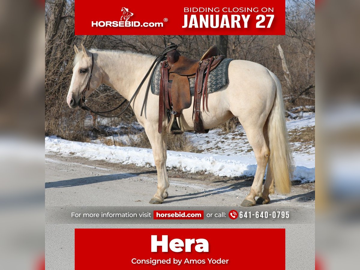 American Quarter Horse Mix Merrie 11 Jaar 155 cm Palomino in Zearing, IA