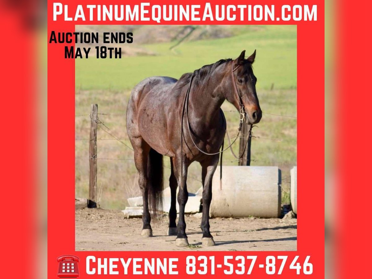 American Quarter Horse Merrie 11 Jaar 155 cm Roan-Bay in Bitterwater CA
