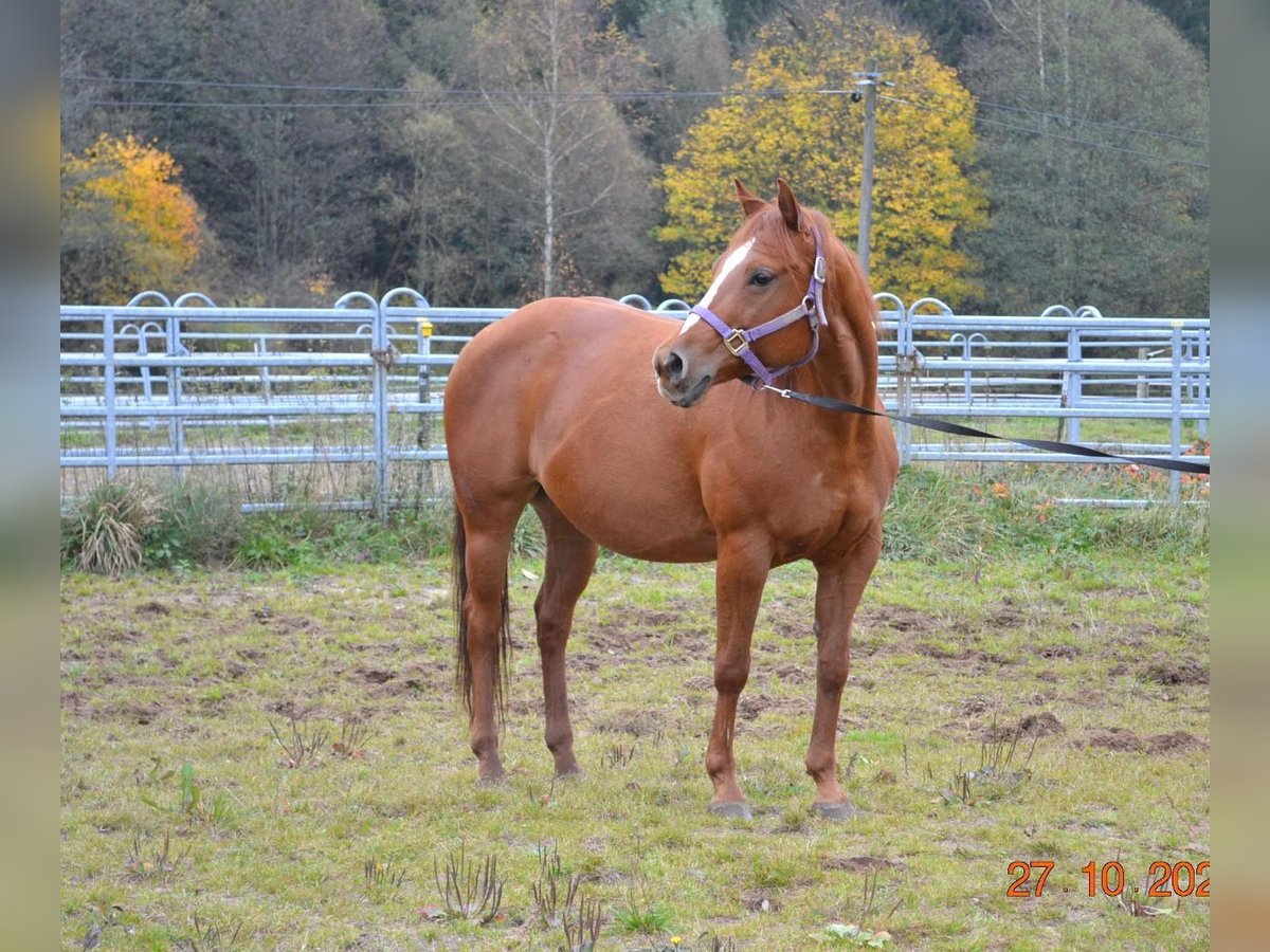 American Quarter Horse Merrie 12 Jaar 145 cm Vos in Pressath