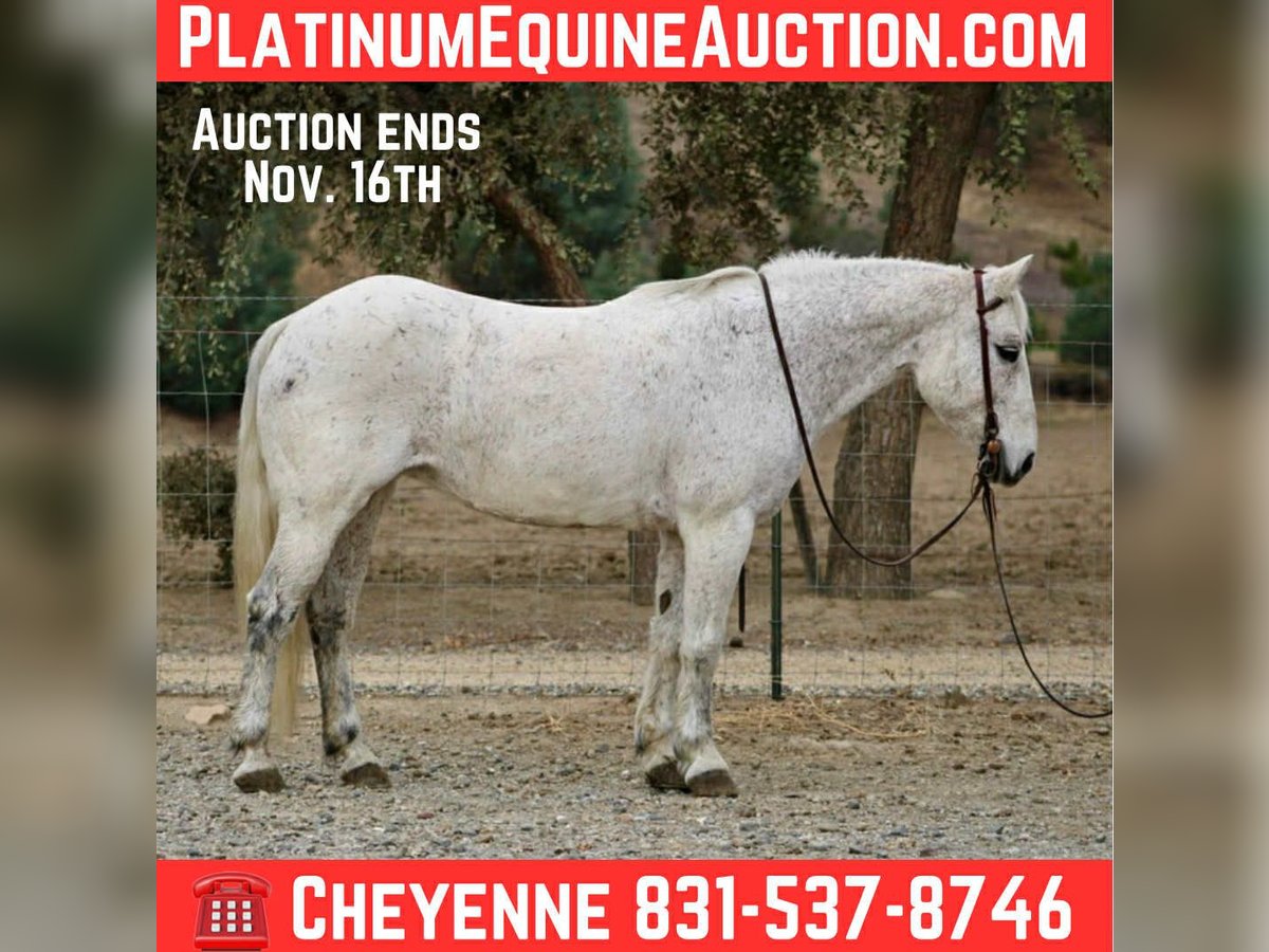 American Quarter Horse Merrie 12 Jaar 147 cm Schimmel in Bitterwater CA