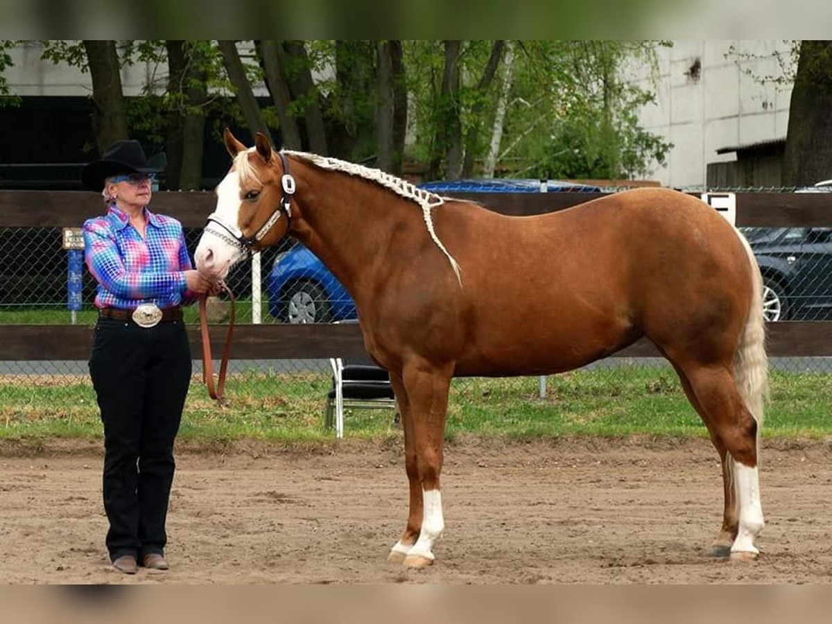 American Quarter Horse Merrie 12 Jaar 148 cm Palomino in Etgersleben