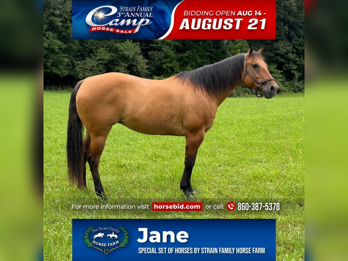 American Quarter Horse Merrie 12 Jaar 155 cm Falbe in Granby, CT