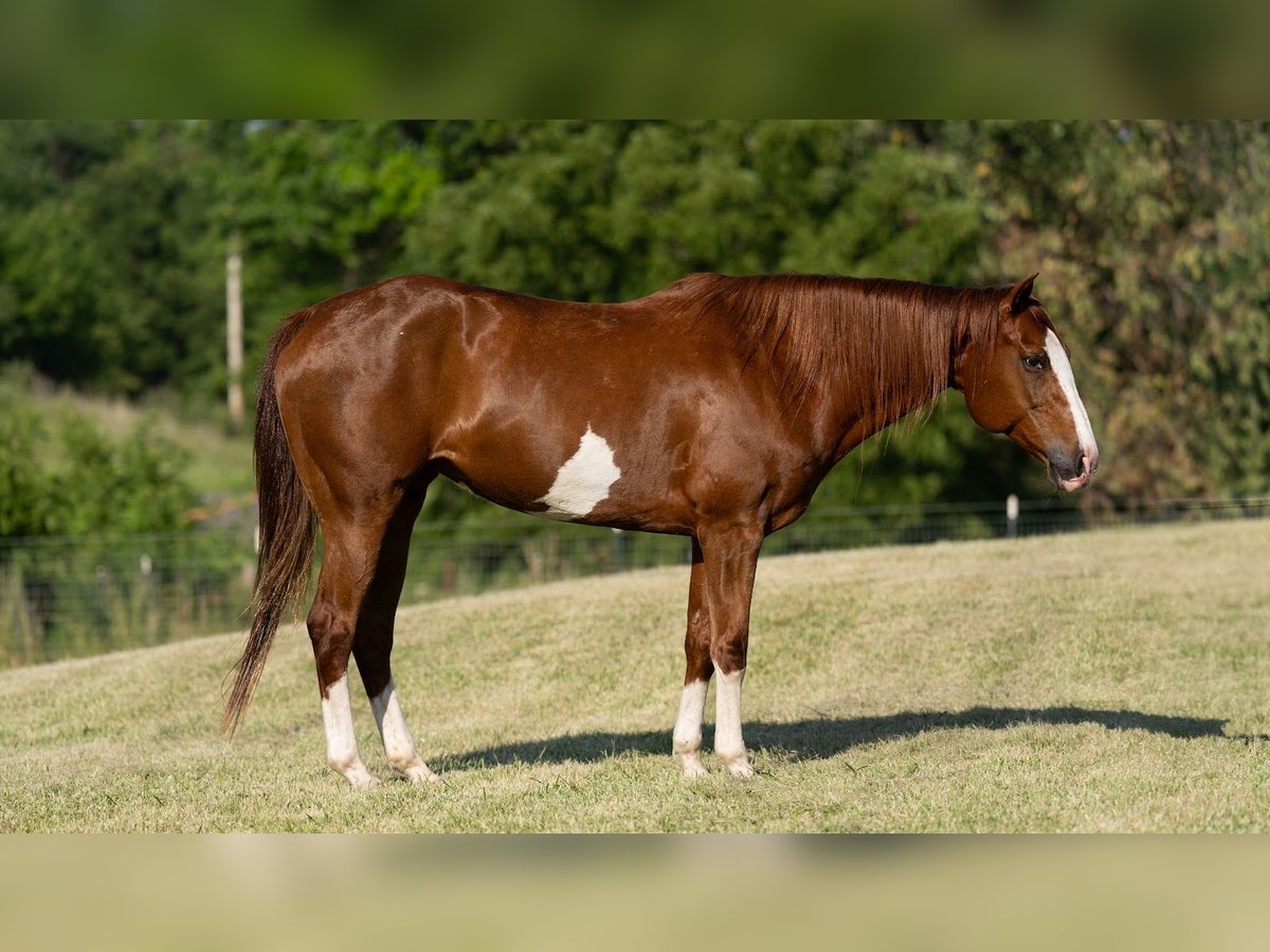 American Quarter Horse Merrie 12 Jaar 155 cm Roodvos in Carrollton