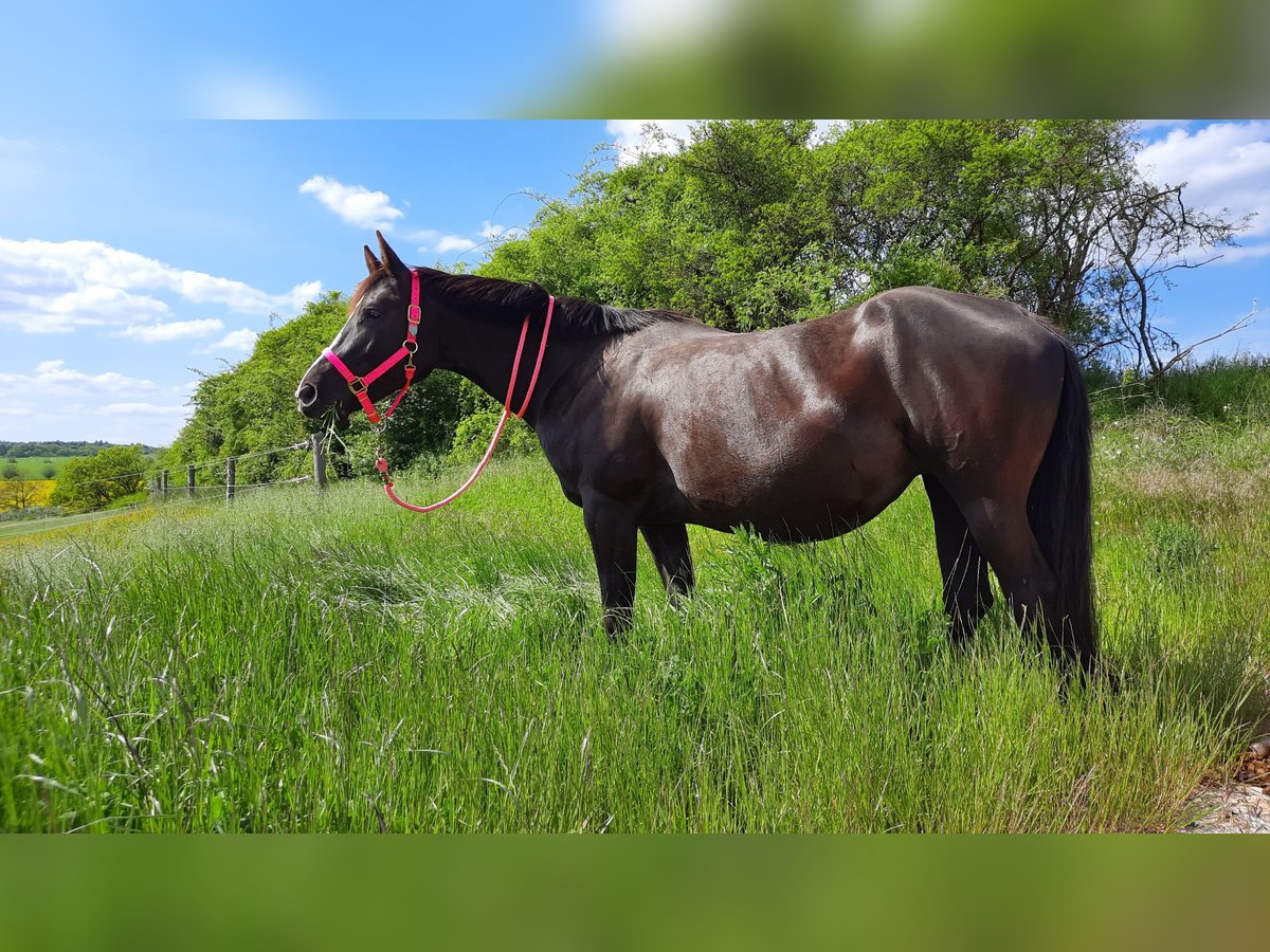 American Quarter Horse Merrie 12 Jaar 160 cm Zwart in Adelsheim