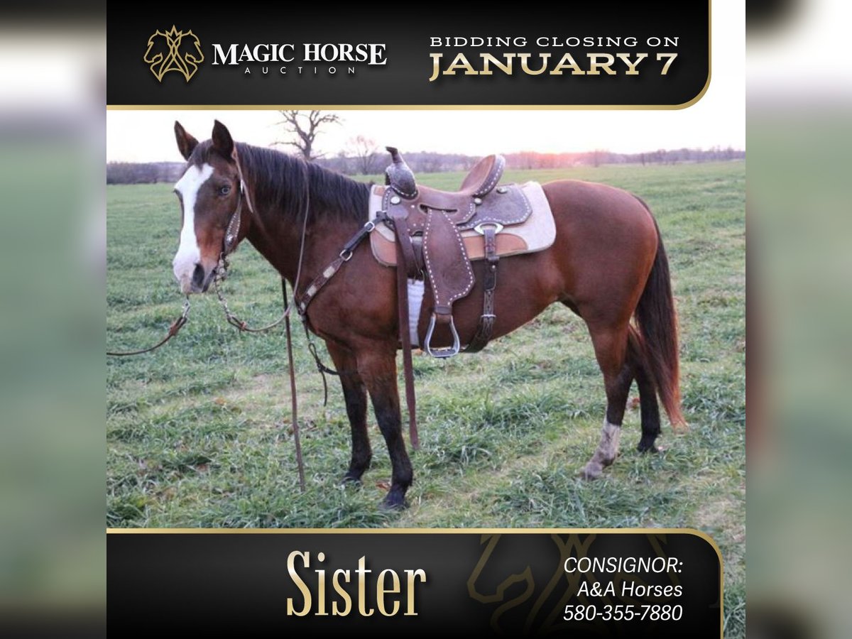 American Quarter Horse Merrie 13 Jaar 142 cm Roodbruin in Lawton