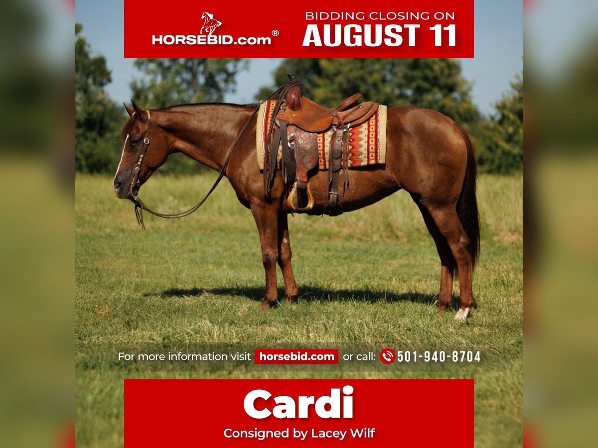 American Quarter Horse Merrie 13 Jaar 145 cm Donkere-vos in Quitman, AR