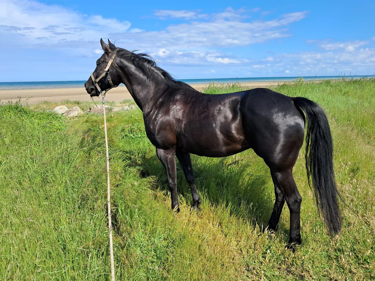 American Quarter Horse Merrie 13 Jaar 153 cm Zwart in Balingen