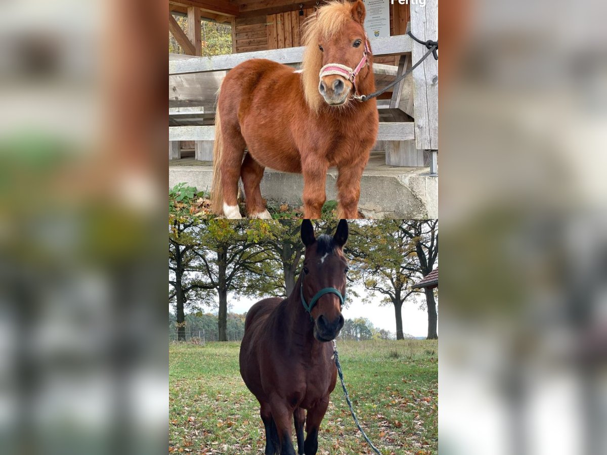 American Quarter Horse Merrie 13 Jaar 165 cm in Alesheim