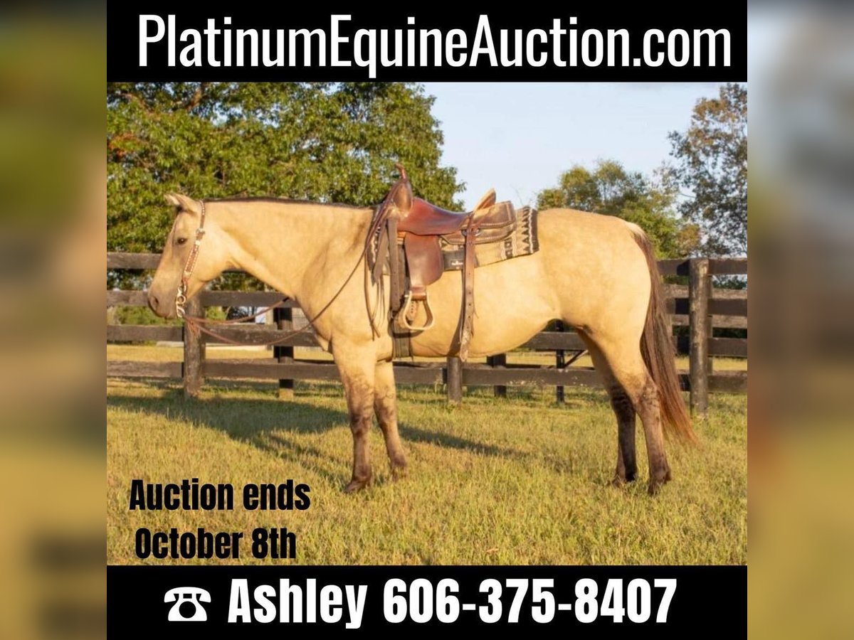 American Quarter Horse Merrie 14 Jaar 155 cm Buckskin in Versailles KY