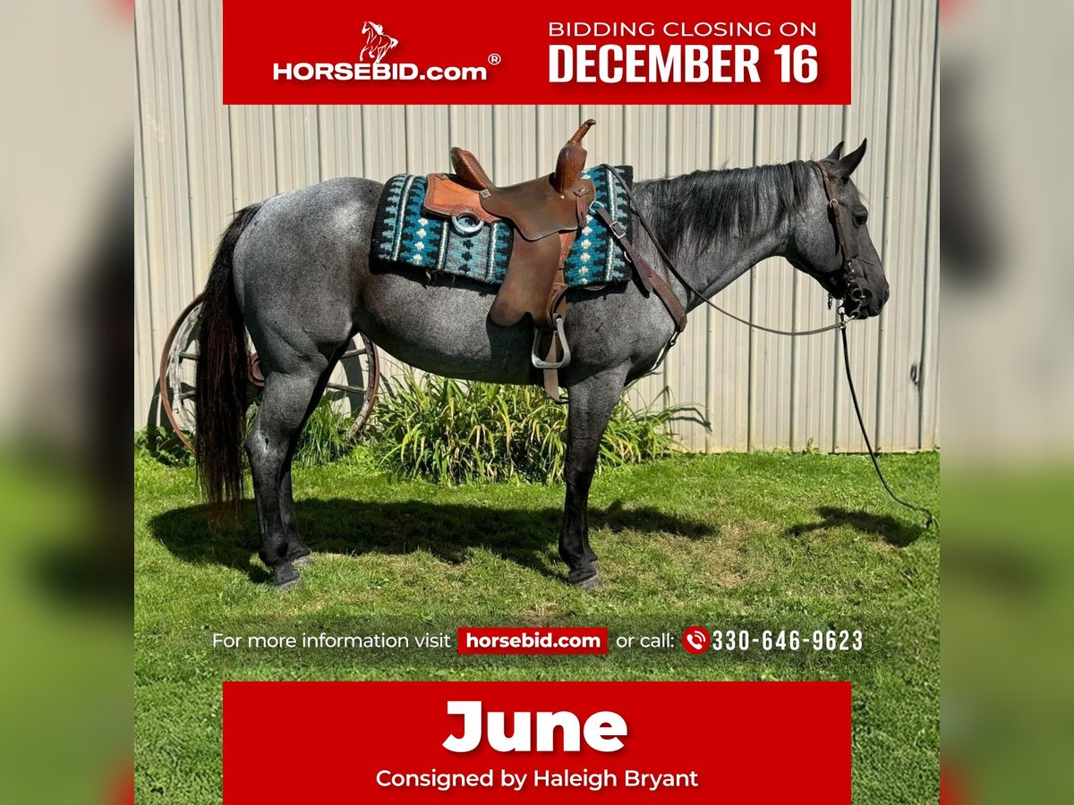 American Quarter Horse Merrie 14 Jaar Roan-Blue in Fowler