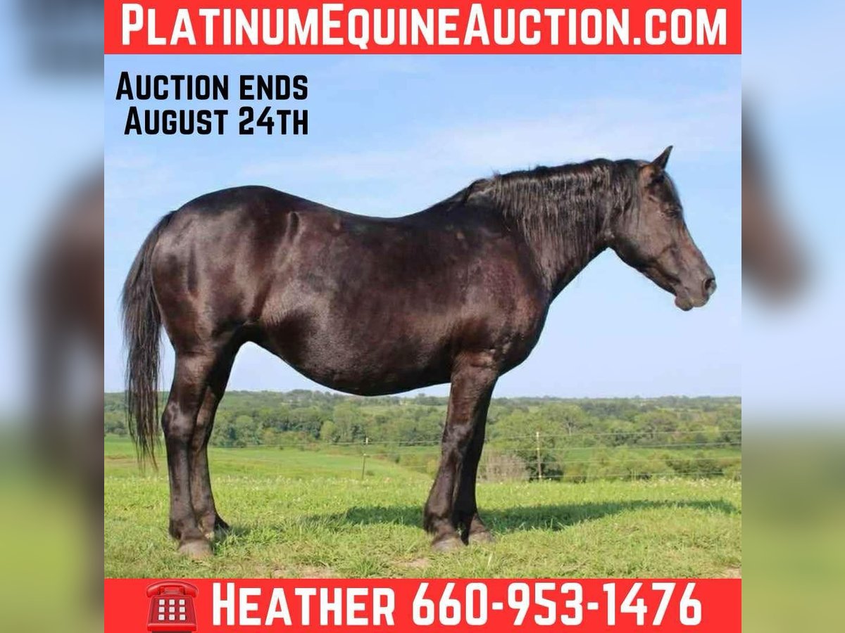 American Quarter Horse Merrie 14 Jaar Zwart in Princeton MO