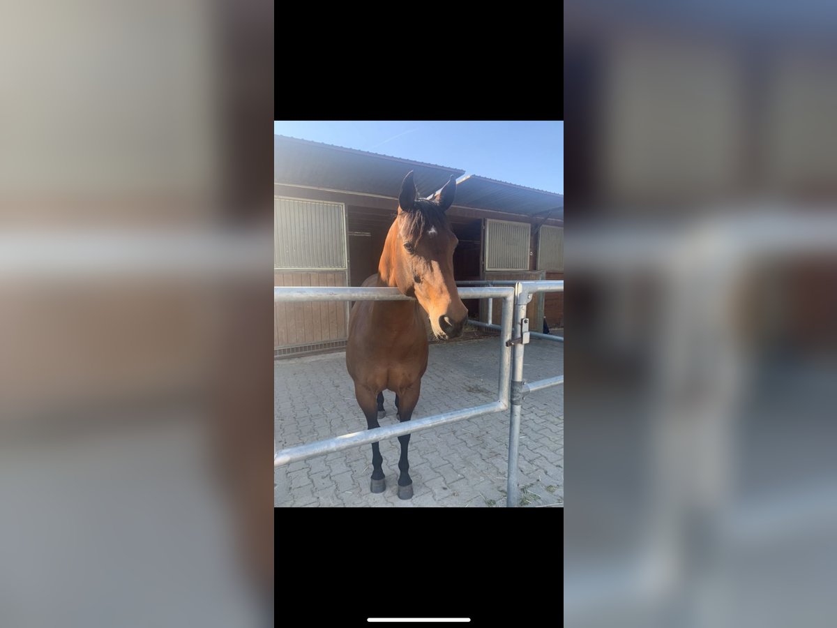 American Quarter Horse Merrie 15 Jaar 150 cm Bruin in Meckesheim