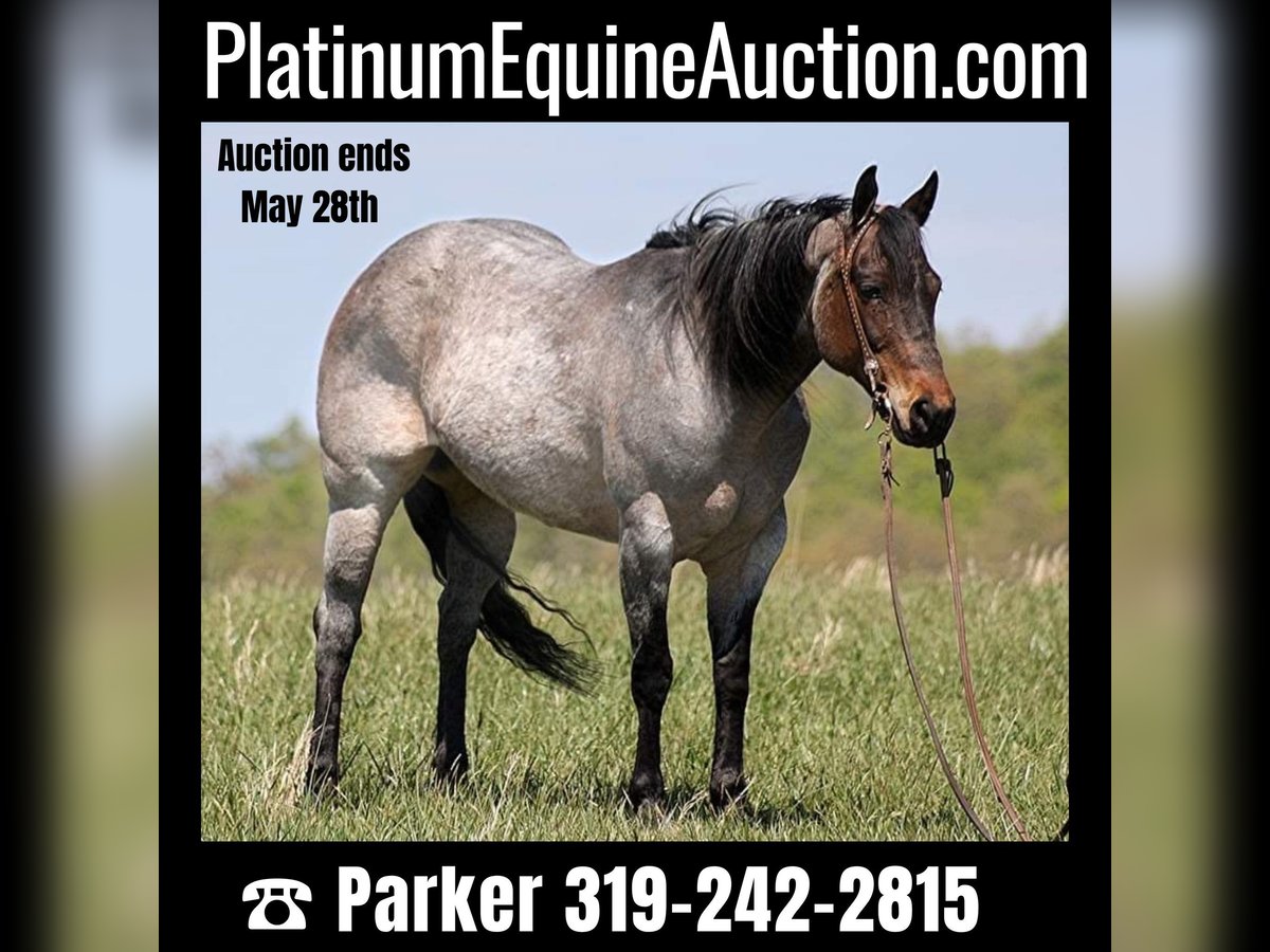 American Quarter Horse Merrie 15 Jaar 152 cm Roan-Blue in Somerset KY