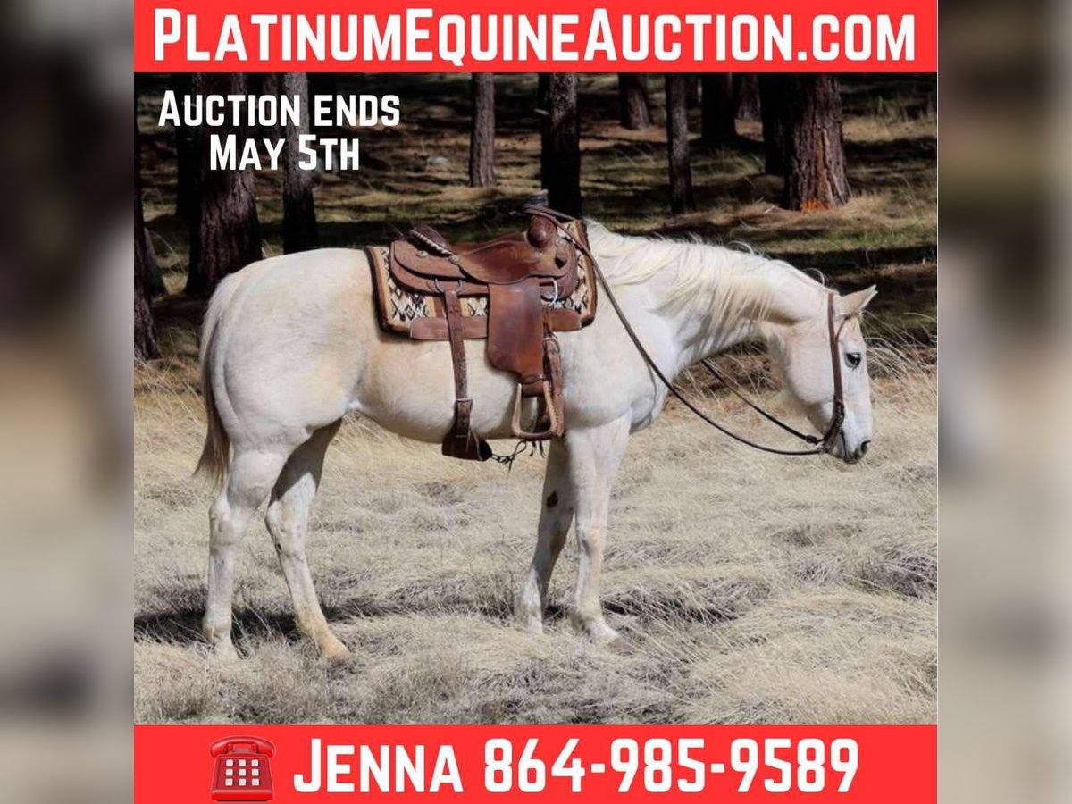 American Quarter Horse Merrie 15 Jaar 152 cm Schimmel in Cottonwood AZ