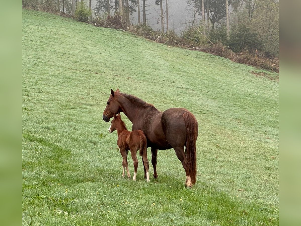 American Quarter Horse Merrie 15 Jaar 153 cm Donkere-vos in Daleiden