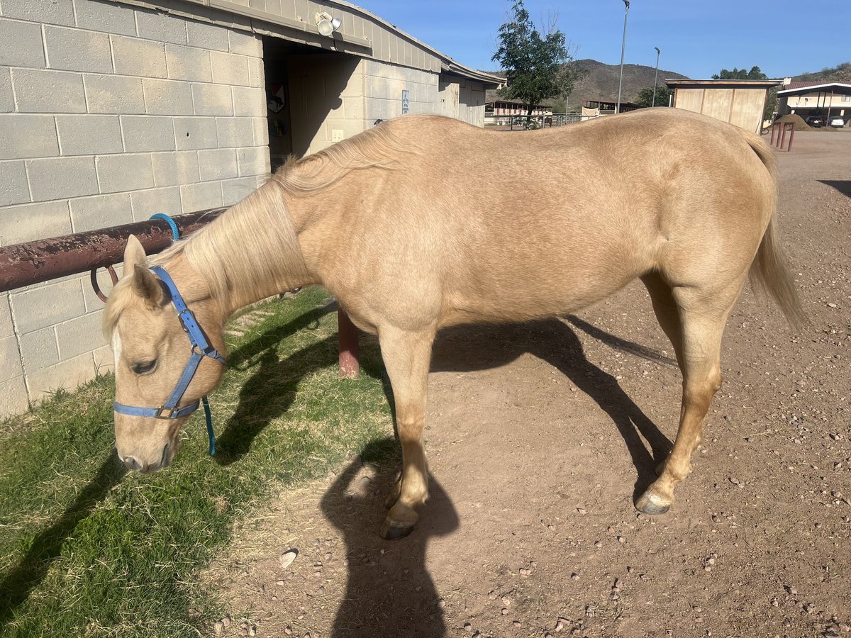 American Quarter Horse Merrie 16 Jaar 152 cm Palomino in Phoenix