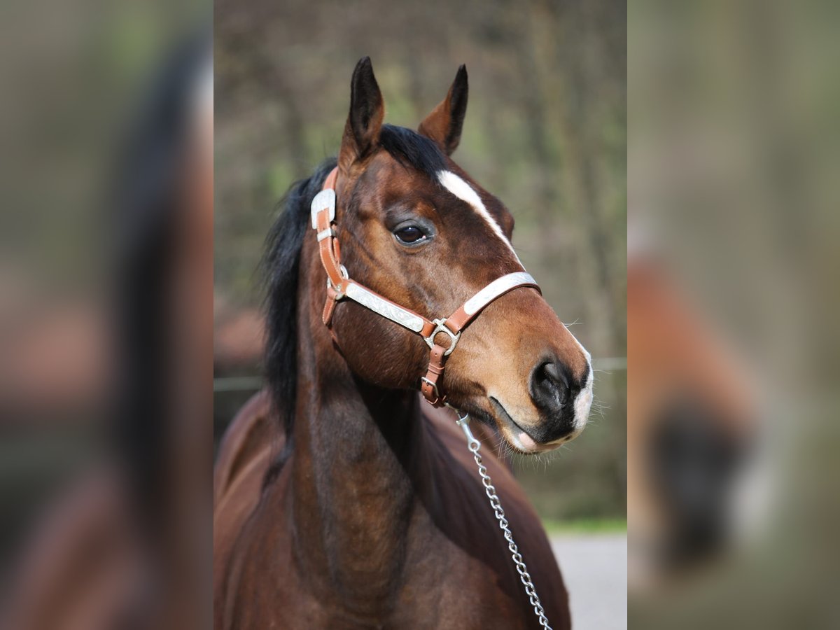 American Quarter Horse Merrie 17 Jaar 148 cm Donkerbruin in Wernberg-Köblitz