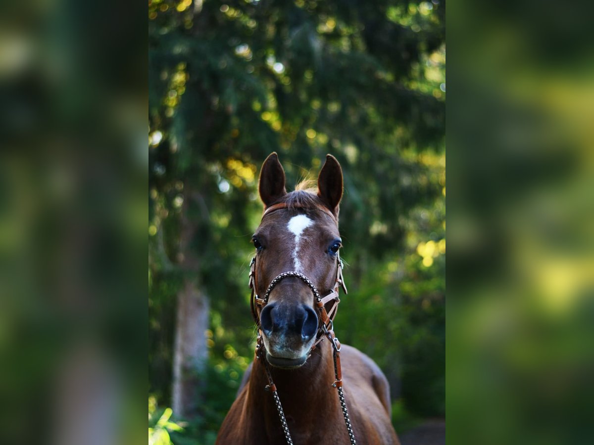American Quarter Horse Merrie 18 Jaar Donkere-vos in Stöttwang