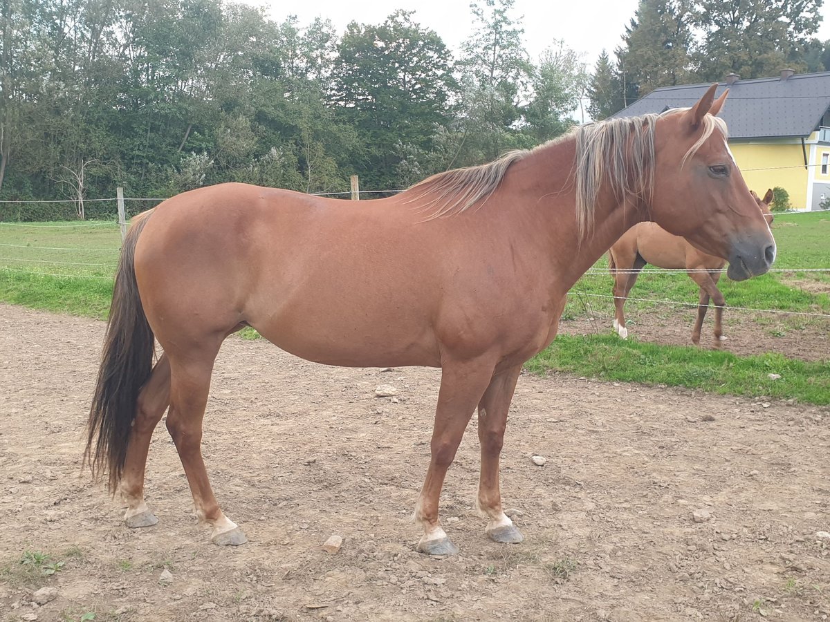 American Quarter Horse Merrie 19 Jaar Vos in Pongratzen