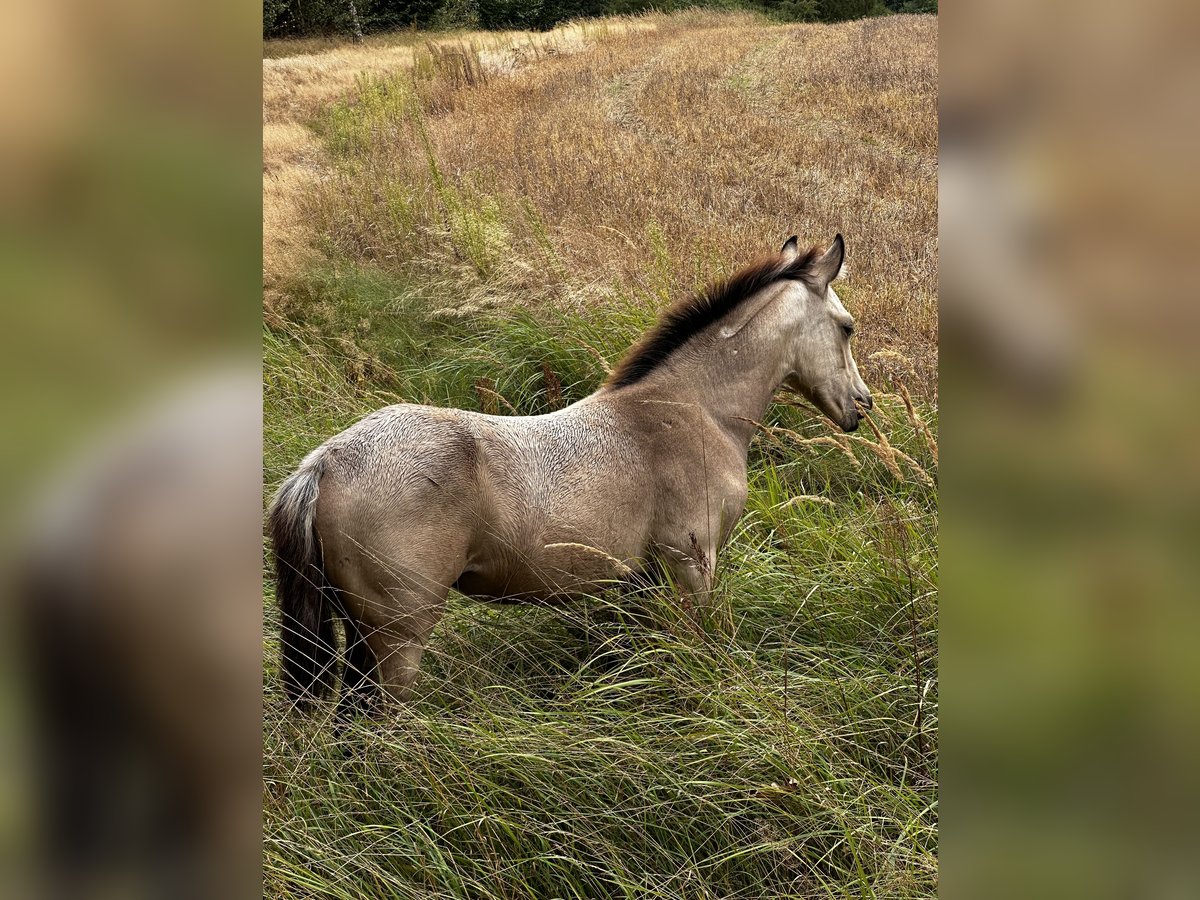 American Quarter Horse Mix Merrie 1 Jaar 145 cm Buckskin in Kubczyce