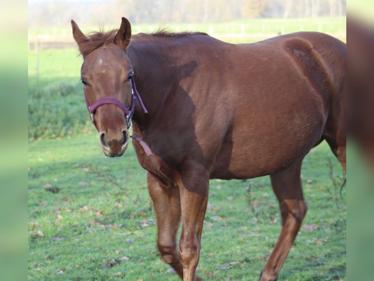 American Quarter Horse Merrie 1 Jaar 145 cm Donkere-vos in Stabroek