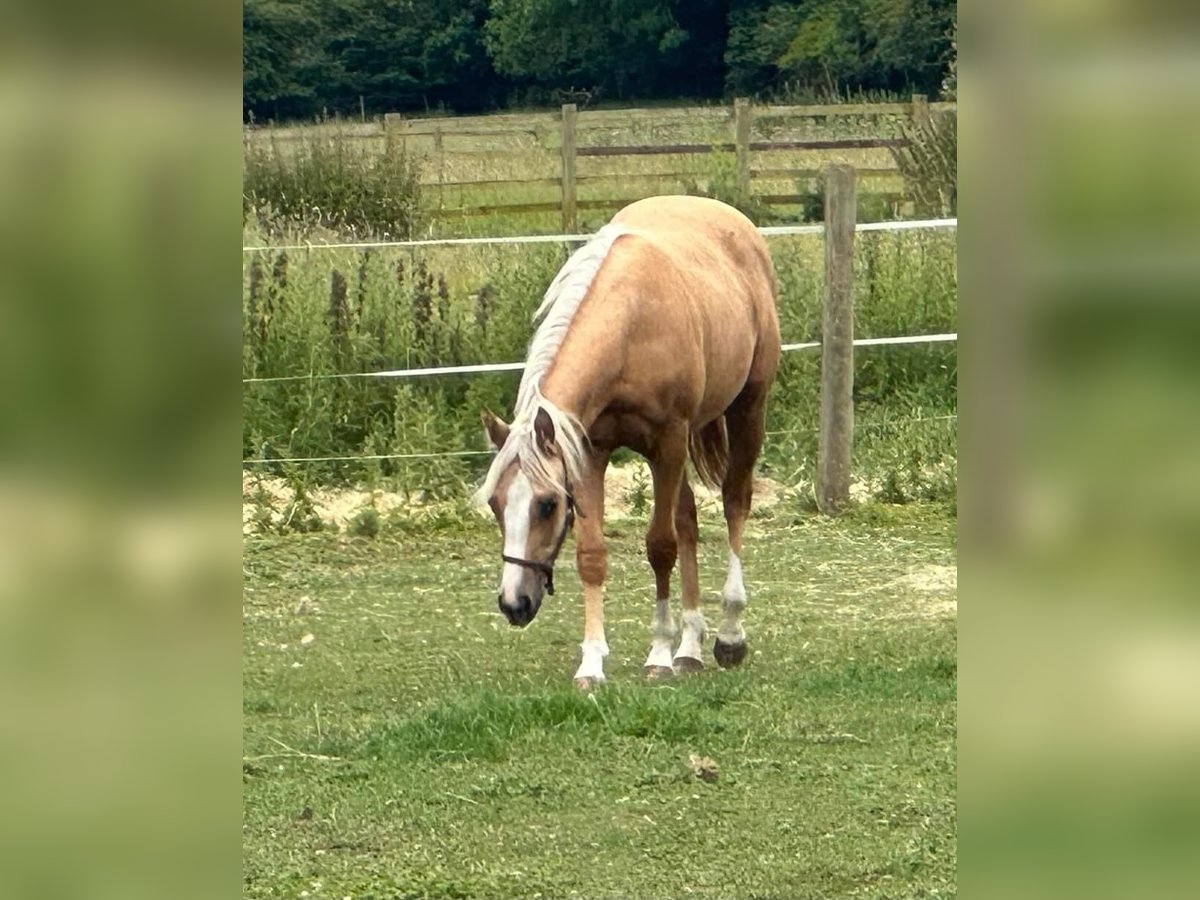 American Quarter Horse Merrie 1 Jaar 145 cm Palomino in Broadway