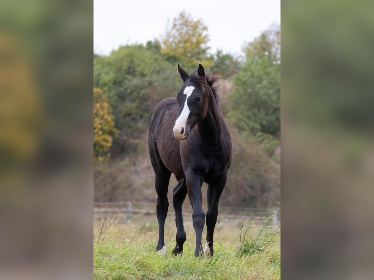 American Quarter Horse Merrie 1 Jaar 146 cm Donkerbruin in Königslutter am Elm