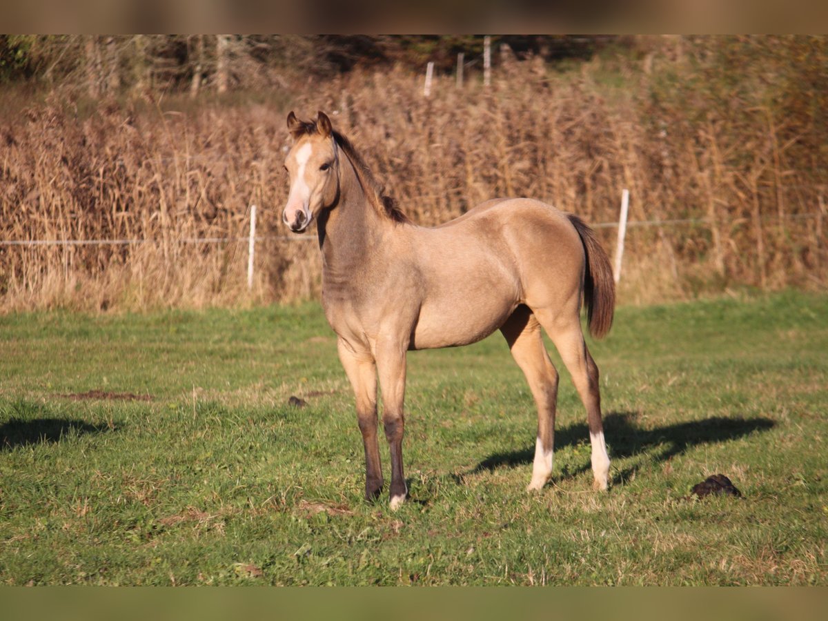 American Quarter Horse Merrie 1 Jaar 148 cm Buckskin in Neustadt